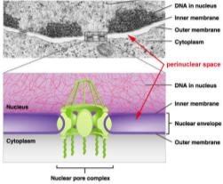Nuclear pore complex