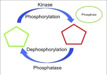 Phosphorylation and dephosphorylation cycle