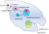 Lysosome function and endocytosis