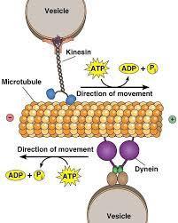 Microtubules and vesicle transport