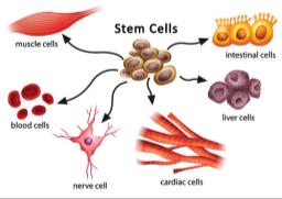 Stem cells differentiating into specialized cells