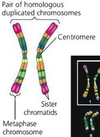 Diagram of homologous chromosomes with sister chromatids