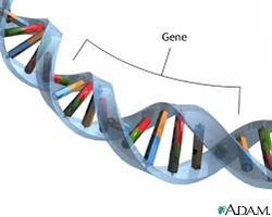 DNA double helix with gene labeled