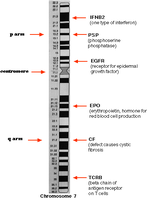 Chromosome with labeled loci for different genes