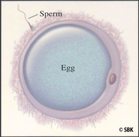 Sperm and egg cell diagram