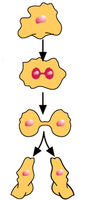 Diagram of asexual reproduction by binary fission