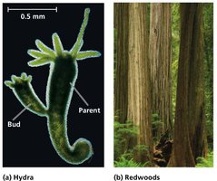 Hydra budding and redwood trees as examples of asexual reproduction