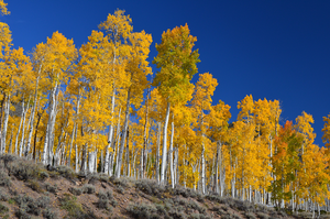 Pando, a clonal colony of aspen trees