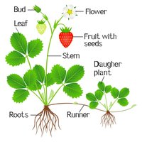 Strawberry plant showing sexual and asexual reproduction