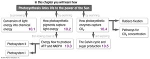 Chapter 10 Photosynthesis Roadmap