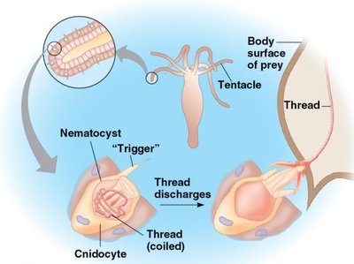 Diagram of cnidocyte and nematocyst mechanism
