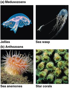 Photos of medusozoans and anthozoans