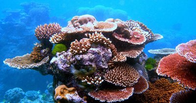 Photo of coral reef