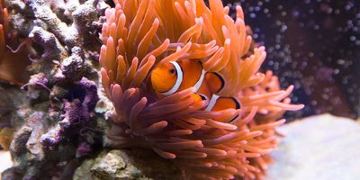Photo of sea anemone with clownfish
