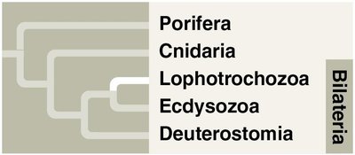 Diagram showing Bilateria and Lophotrochozoa