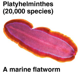 Platyhelminthes: A marine flatworm