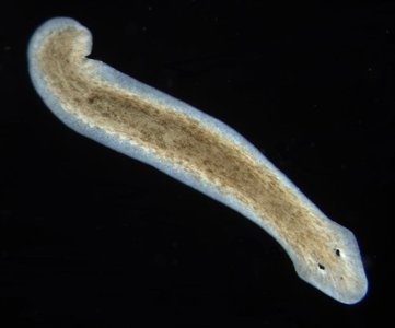 Photo of a planarian