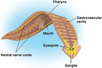 Diagram of planarian anatomy
