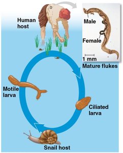 Diagram of trematode life cycle