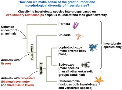Diagram showing evolutionary relationships among major invertebrate groups