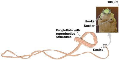 Diagram of tapeworm anatomy