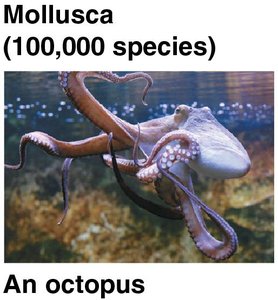 Mollusca: An octopus