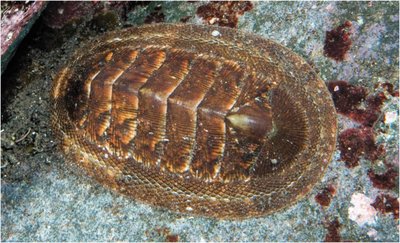 Photo of a chiton