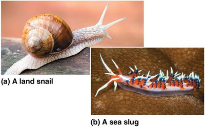 Photos of a land snail and a sea slug
