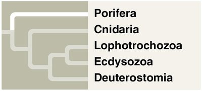 Diagram listing major animal clades