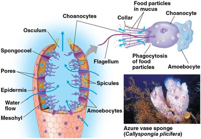 Diagram of sponge anatomy and feeding mechanism