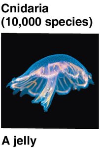 Cnidaria: A jelly