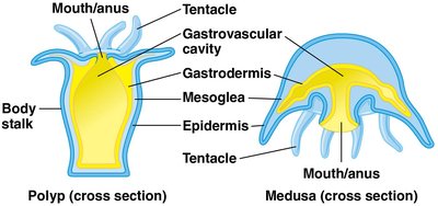 Diagram of polyp and medusa body forms