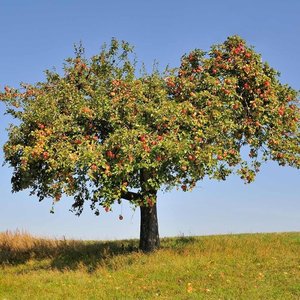 Apple tree as a new resource for Rhagoletis flies