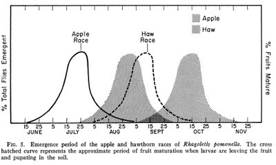 Graph showing no significant difference in ovipositor length