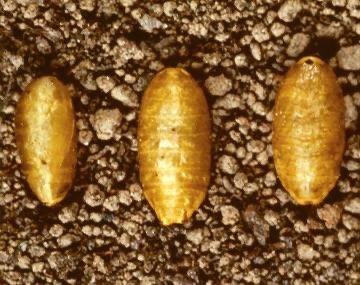 Graph showing significant difference in pupal emergence timing
