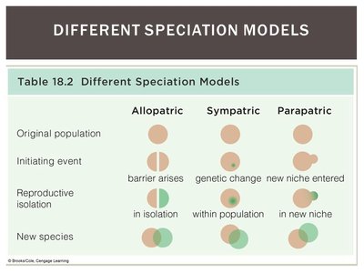 Table comparing allopatric, sympatric, and parapatric speciation models