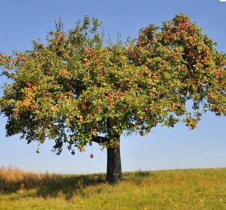 Apple tree
