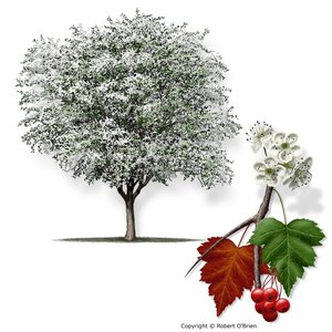 Hawthorn tree
