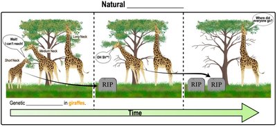 Natural selection in giraffes
