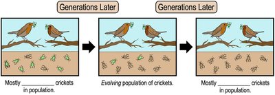 Evolution in crickets