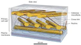 Diagram of plant cell wall structure showing cellulose microfibrils, cross-links, and pectins