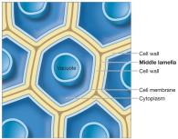 Diagram showing the middle lamella between plant cells