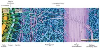 Diagram of the extracellular matrix (ECM) in animal cells, showing collagen, proteoglycans, and integrins
