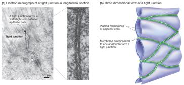 Electron micrograph and diagram of tight junctions between animal cells