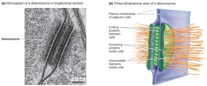 Micrograph and diagram of a desmosome between animal cells