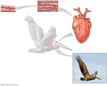 Diagram showing levels of organization from muscle cell to flying bird