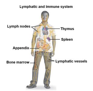 Lymphatic and immune system with labeled structures