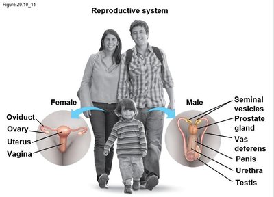 Reproductive system showing male and female structures