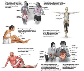 Summary diagram of all major body systems and their functions
