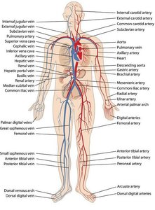 Diagram of human circulatory system with labeled arteries and veins